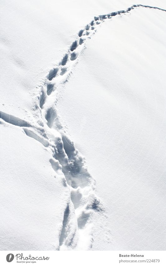 Auf den Spuren von - Tomte Tummetott? Winter Schnee Umwelt Natur Landschaft Eis Frost Feld Fährte frieren glänzend hell weiß gefährlich Außenaufnahme