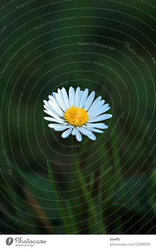 Das Gänseblümchen blüht einfach gewöhnliches Gänseblümchen Bellis perennis Blütenblätter Einfachheit Blume Frühlingsblume heimisch blühende Frühlingsblume