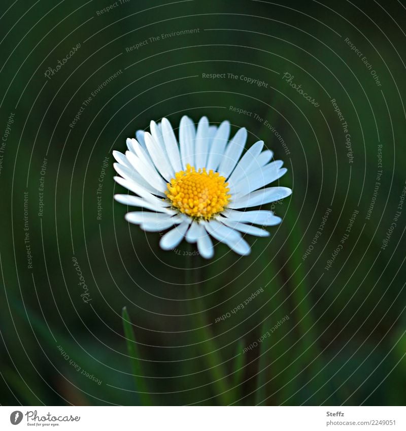 Gänseblümchen Bellis perennis Wildblume gewöhnliches Gänseblümchen Frühlingsblume heimisch blühende Frühlingsblume Wildpflanze Blume einheimische Pflanzen