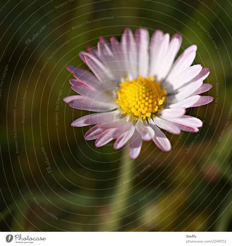 rosa Gänseblümchen Bellis perennis Frühlingsblume Blume einfach gewöhnlich Wildblume heimische Wildblume gewöhnliches Gänseblümchen heimische Wildpflanze