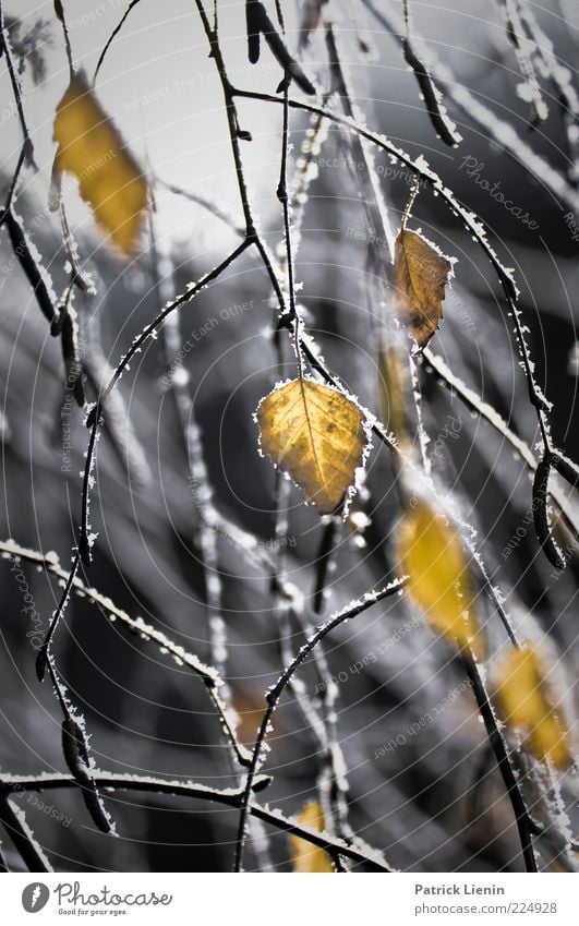 shapes behind the ice Natur Pflanze Winter Wetter schlechtes Wetter Eis Frost Blatt entdecken frieren hängen leuchten Wachstum frisch schön Stimmung Birke