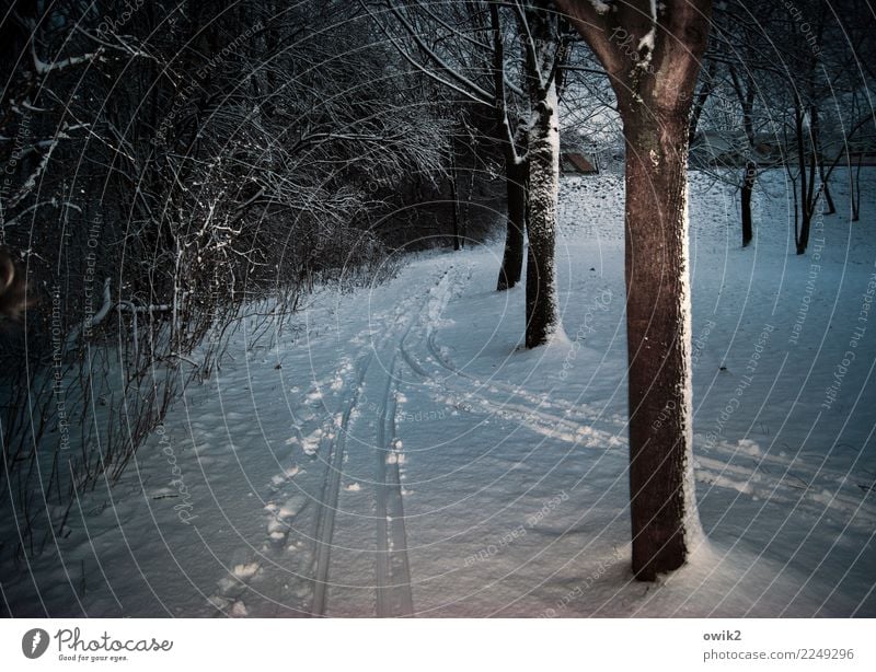 Tunnelblick Umwelt Natur Landschaft Winter Schönes Wetter Eis Frost Schnee Baum Sträucher Park bedrohlich dunkel glänzend kalt achtsam Wachsamkeit geduldig