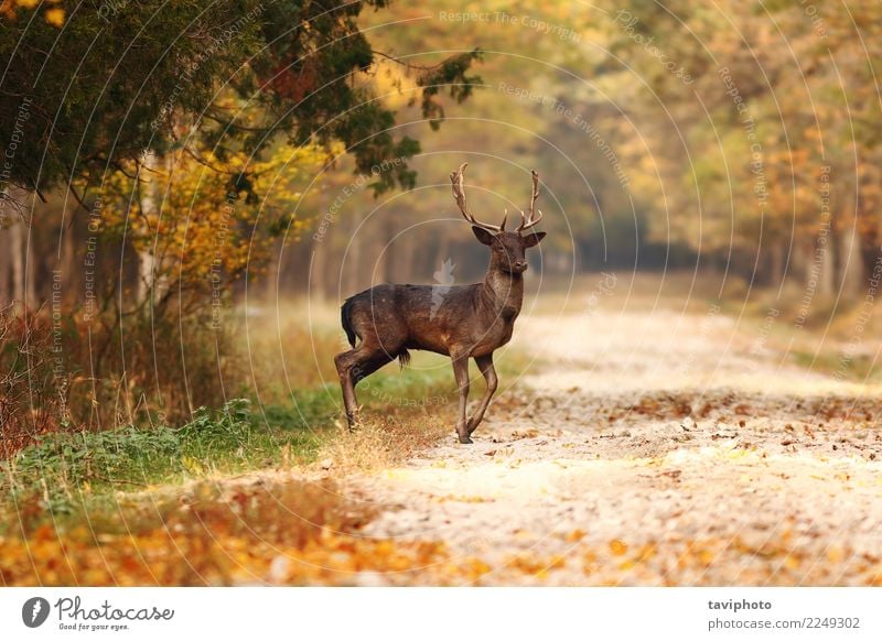 schöne Damhirsch Hirsch im Herbst Wald Spielen Jagd Mann Erwachsene Natur Landschaft Tier Baum Park Straße Wege & Pfade stehen natürlich wild braun Hirsche