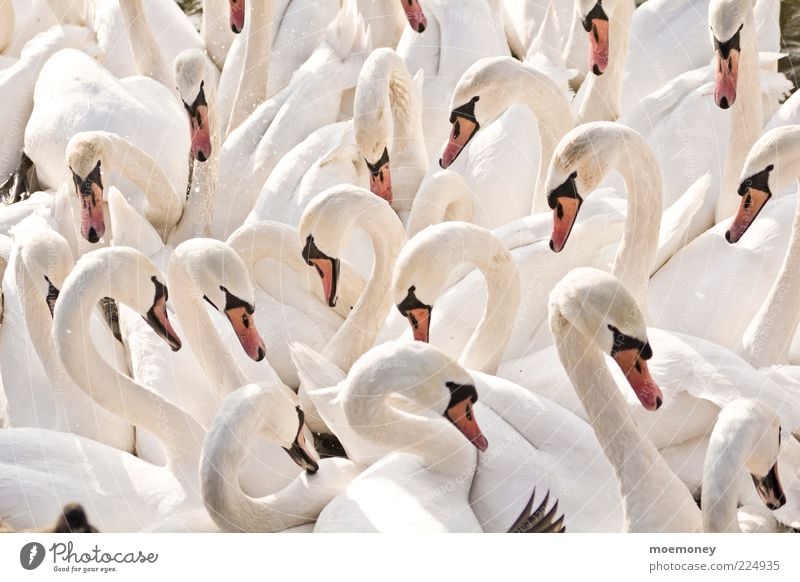 Schwäne in Krakau Umwelt Natur Tier Wildtier Schwan Flügel Tiergruppe Herde Schwarm Kommunizieren ästhetisch hell kuschlig lustig nass viele wild weiß Farbfoto