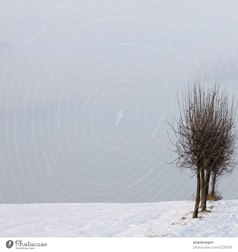 _____II_ Winter Schnee Horizont Baum Feld kalt Farbfoto Gedeckte Farben Außenaufnahme Tag graue Wolken laublos Zweige u. Äste Textfreiraum oben