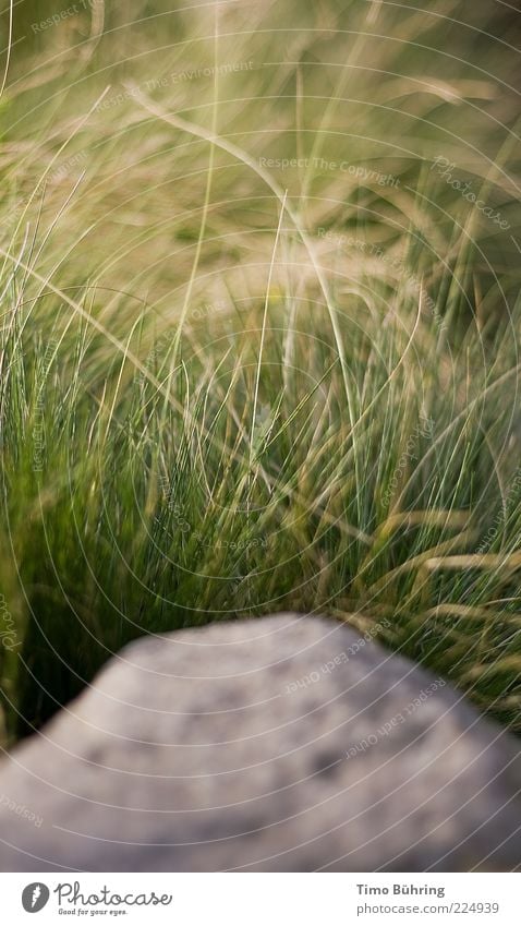 Stein der Weisheit Natur Urelemente Erde Schönes Wetter Gras Sträucher Felsen Freundlichkeit frisch hell schön positiv gelb grau grün Gelassenheit Farbfoto