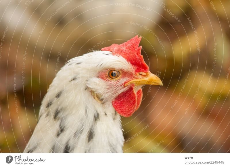 Portrait eines Huhnes in Seitenansicht Landwirtschaft Forstwirtschaft Natur Tier Haustier Nutztier Vogel Haushuhn 1 beobachten Blick Aggression natürlich