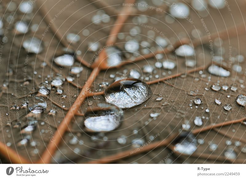 Rain drops Leben Natur Wassertropfen springen sunlight autumn abstract bubble leaf transparent color liquide fresh freshness shining green garden