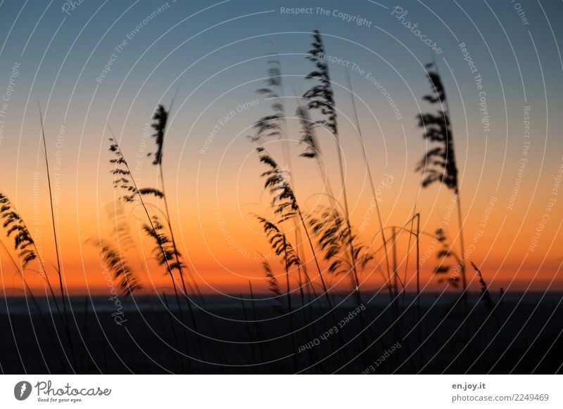 Am Ende des Tages Natur Landschaft Pflanze Himmel Nachthimmel Horizont Sonnenaufgang Sonnenuntergang Sommer Strandhafer Gras dunkel orange schwarz Traurigkeit