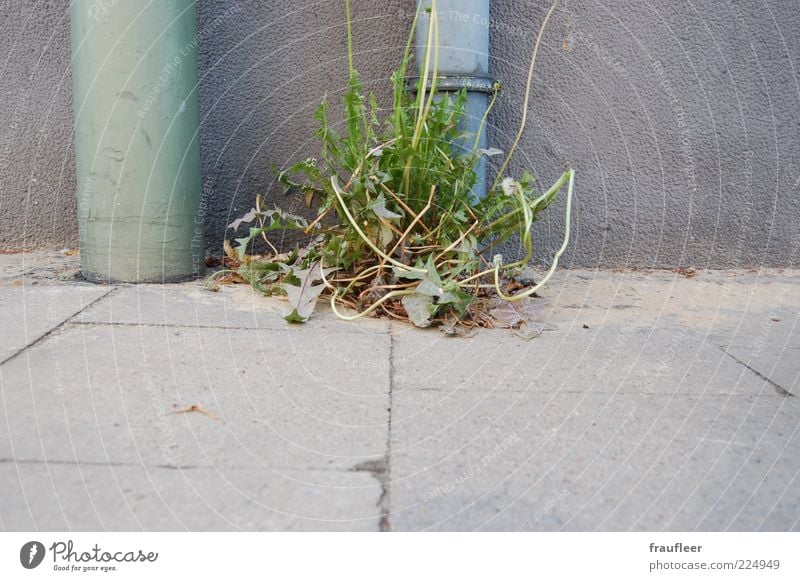 Löwenzahn Umwelt Natur Pflanze Gras Blatt Blüte Grünpflanze Wildpflanze Wachstum grau grün Unkraut Farbfoto Gedeckte Farben Außenaufnahme Menschenleer