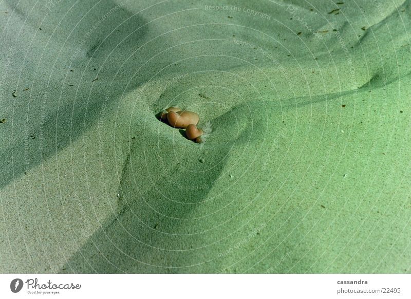 Strandgut? Zehen Fototechnik Sand Linse Fuß Barfuß