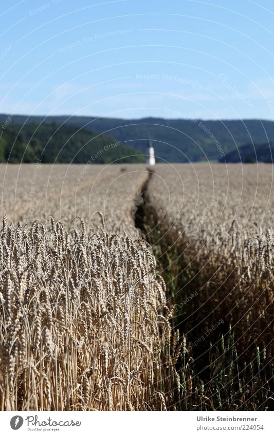 Schmaler Weg in reifem Kornfeld führt zur Kirche Getreide Landschaft Himmel Horizont Sommer Pflanze Nutzpflanze Feld Wege & Pfade Idylle Schneise Furche