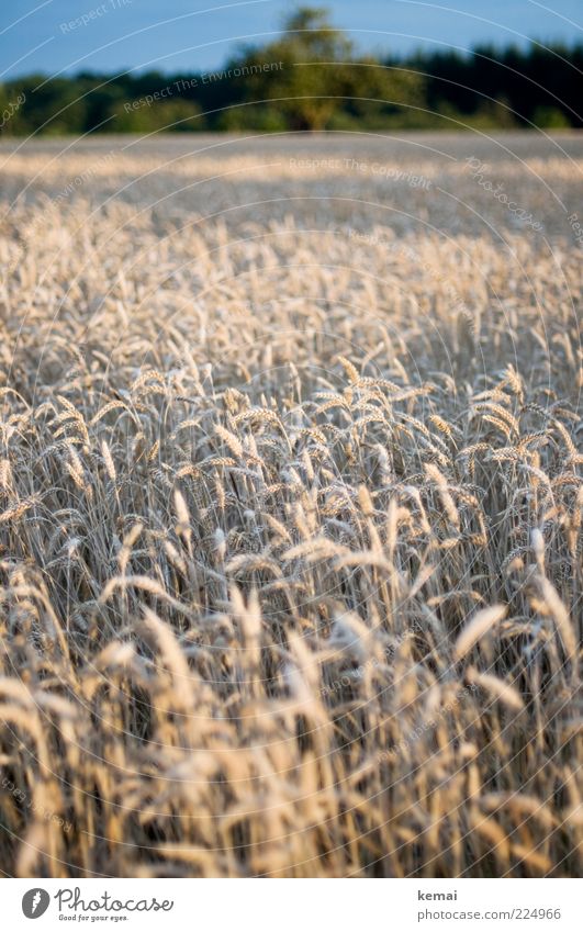 Ähre wem Ähre gebührt Umwelt Natur Landschaft Himmel Sonnenlicht Sommer Schönes Wetter Pflanze Nutzpflanze Ähren Getreide Feld Kornfeld Weizenfeld Wachstum hell