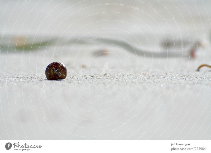 Strandmurmel Stil Umwelt Natur Landschaft Sand Sommer Stein Kugel Murmel glänzend ästhetisch authentisch einfach hell rund Farbfoto Außenaufnahme