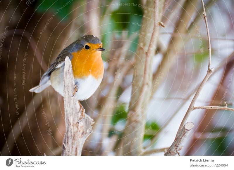 Rotkehlchen Umwelt Natur Tier Winter Pflanze Wildtier Vogel 1 beobachten hocken Blick schön niedlich Farbfoto mehrfarbig Außenaufnahme Nahaufnahme Menschenleer