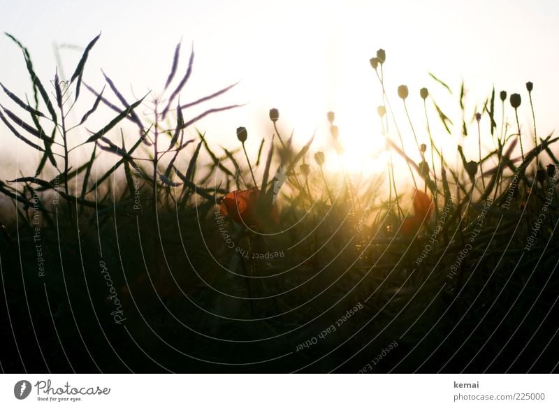 Juni-Mohn Umwelt Natur Landschaft Pflanze Sonne Sonnenlicht Sommer Schönes Wetter Blüte Grünpflanze Mohnblüte Wiese Wachstum dunkel hell Lichtschein ruhig