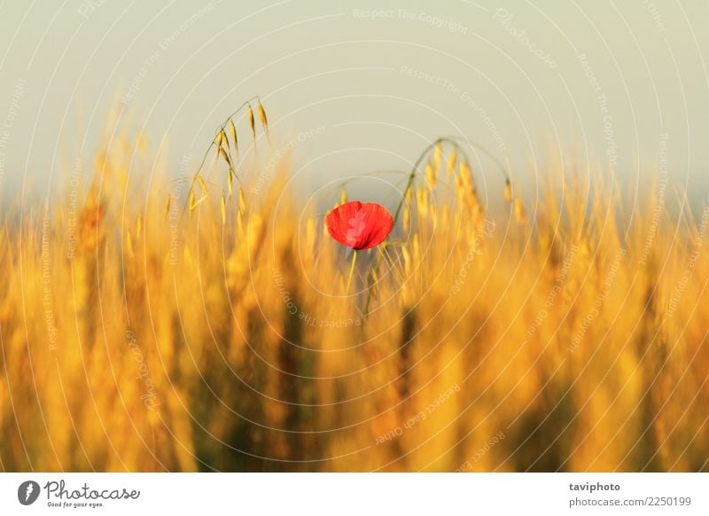 einzelne rote Mohnblume im Weizenfeld schön Sommer Natur Landschaft Pflanze Blume Blüte Wiese hell natürlich wild Farbe Feld ländlich Ackerbau Beautyfotografie