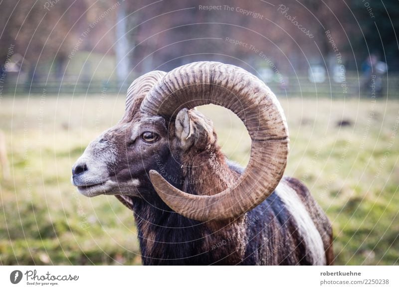 Europäisches Mufflon Natur Tier Wildtier Tiergesicht 1 stehen bedrohlich braun Mut Erholung Kraft Wildpark Muffel Muffelwild Querformat Horn Widder Säugetier