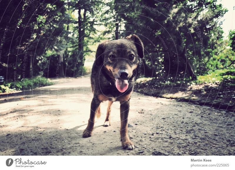 Kuckuck Hund Landschaft Park Tier Haustier 1 Blick Welpe Zunge schön Interesse Neugier kuschlig Wege & Pfade Einsamkeit Farbfoto Außenaufnahme Tierporträt