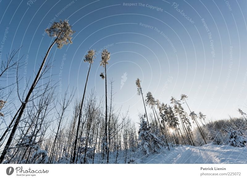 Mr Blue Sky Umwelt Natur Landschaft Pflanze Urelemente Luft Himmel Wolkenloser Himmel Sonnenlicht Winter Klima Klimawandel Wetter Schönes Wetter Schnee Baum