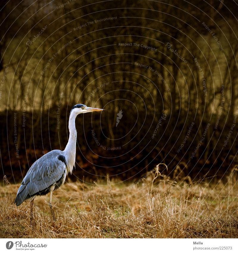 Reiherlei Umwelt Natur Tier Gras Sträucher Vogel Graureiher 1 gehen stehen frei natürlich braun grau Stimmung geduldig ruhig Freiheit schreiten Farbfoto