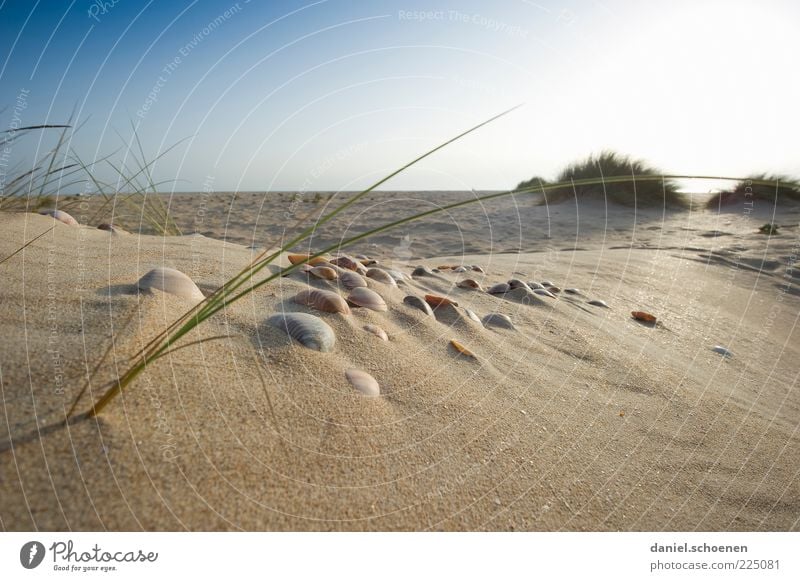 neulich am Strand Ferien & Urlaub & Reisen Sommer Sommerurlaub Sonne Meer Insel Umwelt Natur Landschaft Klima Klimawandel Schönes Wetter Gras hell blau Erholung