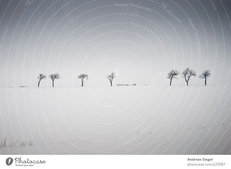 Winterbäume Umwelt Natur Landschaft Himmel Eis Frost Schnee Baum Wiese Feld dunkel einfach frei grau weiß Zufriedenheit Einsamkeit Freiheit Horizont kalt