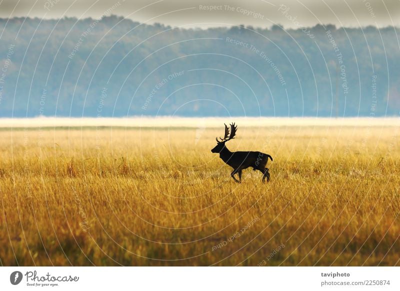 Damhirsch Bock im Morgenlicht schön Spielen Jagd Mann Erwachsene Umwelt Natur Landschaft Tier Herbst Nebel Wald groß natürlich wild braun Farbe Hirsche Tierwelt