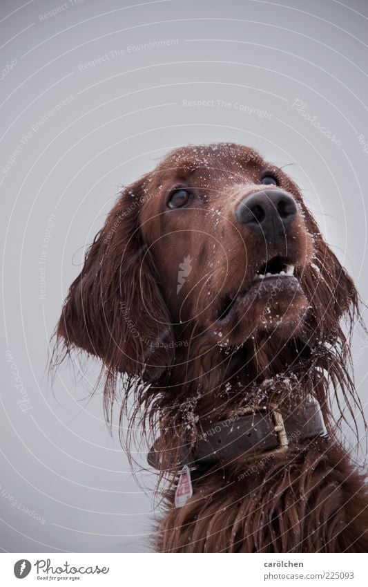 Leckerli? Tier Haustier Hund 1 braun grau Irish Setter Hundekopf Wachsamkeit Tiergesicht Schnee Schneefall Winter Farbfoto mehrfarbig Außenaufnahme