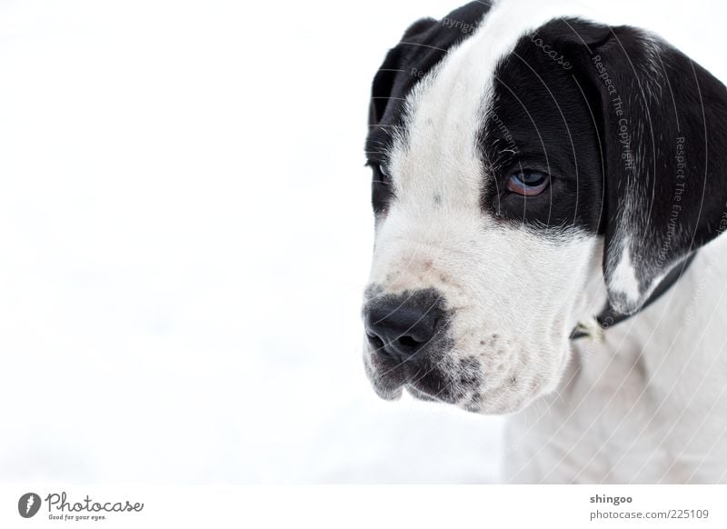 Wag dich! Tier Haustier Hund Tiergesicht 1 beobachten sitzen warten listig Neugier niedlich achtsam Wachsamkeit Gelassenheit ruhig Misstrauen Dogge Welpe