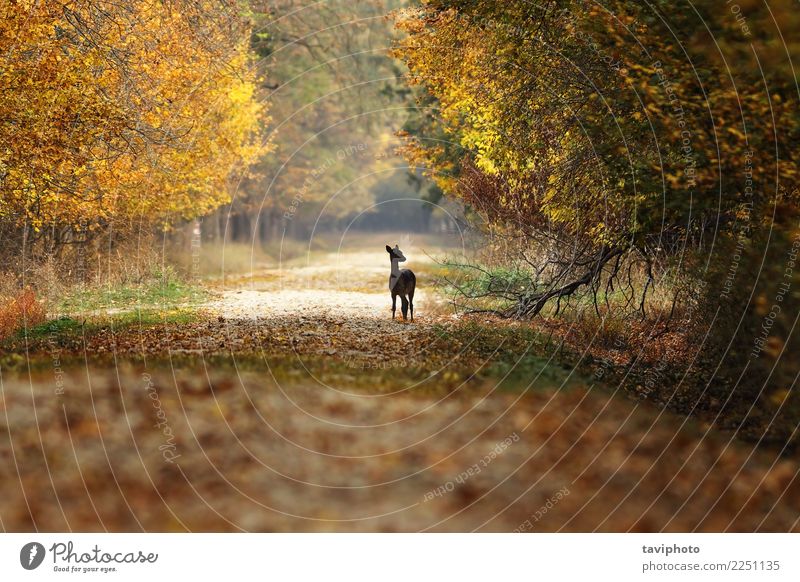 Damhirschkitz, der auf Landstraße steht schön Spielen Jagd Frau Erwachsene Natur Landschaft Tier Herbst Baum Park Wald Straße Wege & Pfade Pelzmantel verblüht