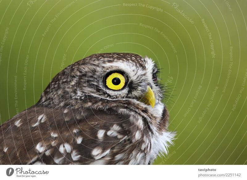 Porträt der schönen Athene Noctua Gesicht Erwachsene Natur Landschaft Tier Vogel klein natürlich niedlich wild braun gelb grün Farbe athen Waldohreule Tierwelt