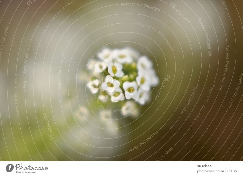 ausmisten ... Umwelt Natur Pflanze Frühling Sommer Blume Blüte Blühend Duft Gedeckte Farben Nahaufnahme Detailaufnahme Makroaufnahme Menschenleer Tag