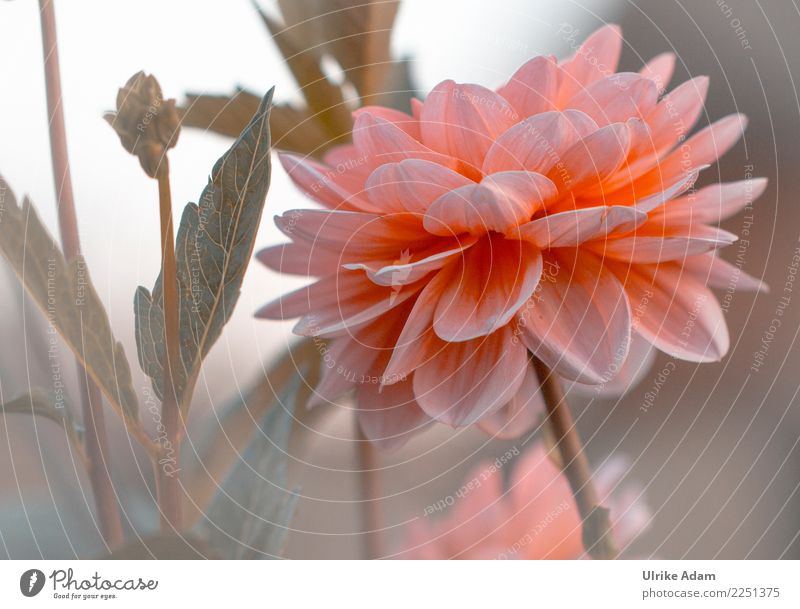 Dahlie harmonisch Erholung ruhig Meditation Erntedankfest Natur Pflanze Sommer Herbst Blume Blatt Blüte Dahlien Garten Park Blühend gigantisch grün orange