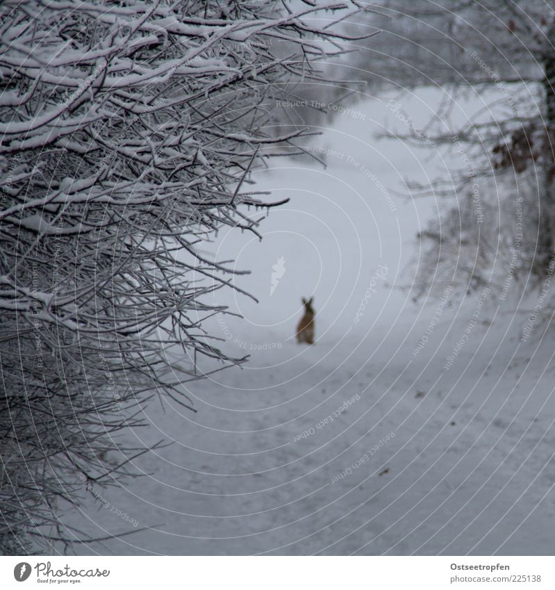 alter Hase Natur Pflanze Tier Winter Schnee Sträucher Wildtier 1 hocken Blick authentisch Neugier niedlich braun schwarz weiß Hase & Kaninchen Zweige u. Äste