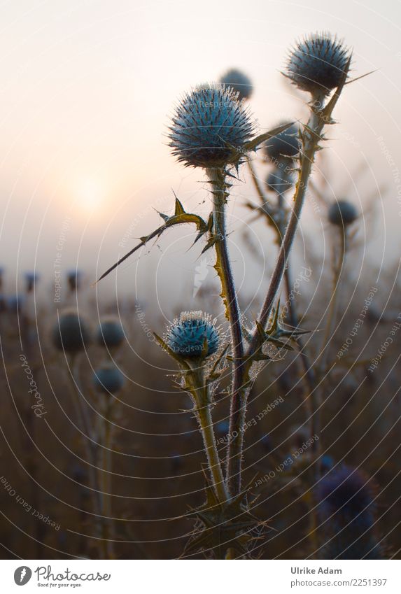 Disteln bei Sonnenaufgang Wellness Leben harmonisch Wohlgefühl Zufriedenheit Erholung ruhig Meditation Dekoration & Verzierung Tapete Natur Pflanze Frühling