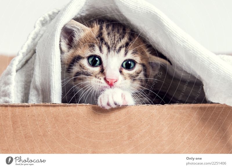 Bengalisches Mischkätzchen Tier Haustier Katze Tiergesicht 1 Tierjunges berühren Denken füttern Lächeln lachen Spielen natürlich schön stark Glück Farbfoto