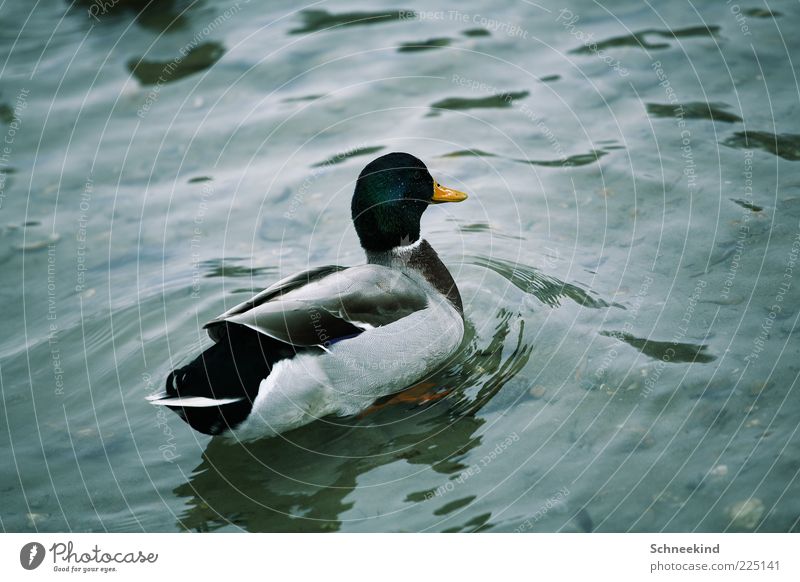 Badeente Umwelt Natur Urelemente Wasser See Tier Wildtier 1 Ente Schnabel Feder Wellen schön gefiedert Im Wasser treiben Farbfoto Außenaufnahme Menschenleer