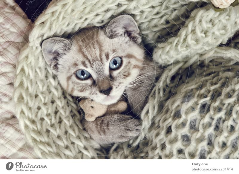 Schnee Bengal Kätzchen Tier Haustier Katze 1 Tierjunges schlafen Farbfoto Innenaufnahme Studioaufnahme Nahaufnahme Detailaufnahme Blitzlichtaufnahme