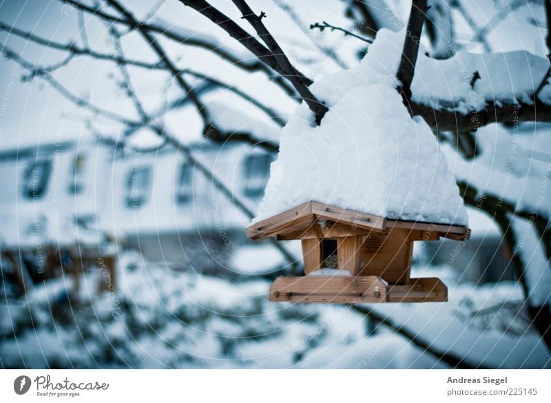 Absturzgefahr Winter Umwelt Natur Eis Frost Schnee Baum Ast Garten Futterhäuschen Holz außergewöhnlich kalt Wetter Farbfoto Außenaufnahme Detailaufnahme