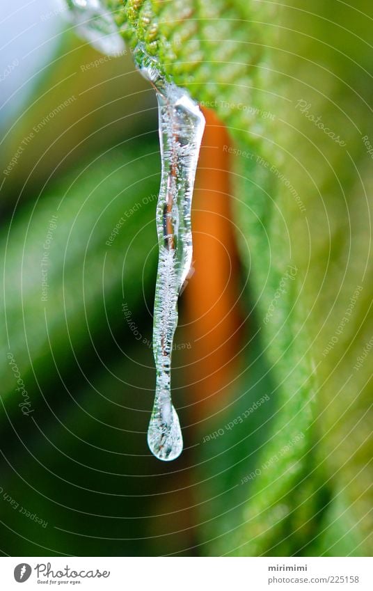 Es wird Frühling Natur Pflanze Wassertropfen Eis Frost Wildpflanze Eiszapfen Frühlingsgefühle Vorfreude kalt rein Farbfoto Außenaufnahme Starke Tiefenschärfe