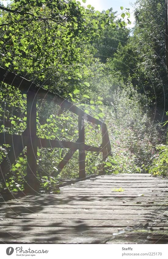 Licht auf allen unseren Wegen Lichteinfall Brücke Holzbrücke Übergang Lichtschein Stille Romantik Ruhe verzaubert natürlich romantisch Lichtstimmung