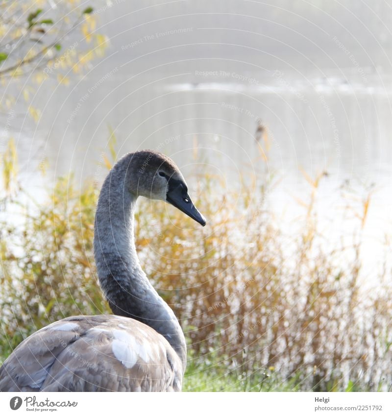 morgens am See Umwelt Natur Landschaft Pflanze Tier Wasser Herbst Schönes Wetter Wildpflanze Schilfrohr Seeufer Wildtier Vogel Schwan 1 Tierjunges Blick stehen