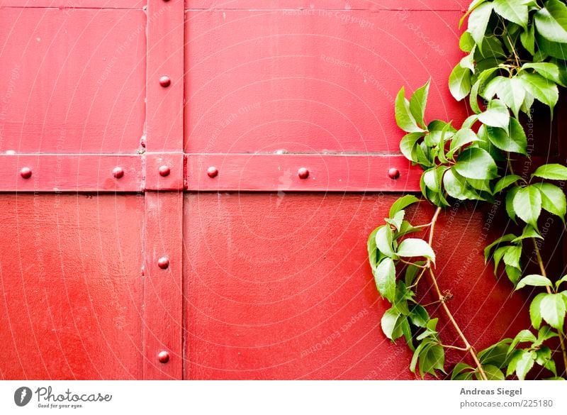 Rot-Grün Natur Pflanze Sträucher Blatt Grünpflanze Gebäude Tor Niete Strebe Metall Linie natürlich grün rot Farbe Kontrast Kreuz Farbfoto Außenaufnahme