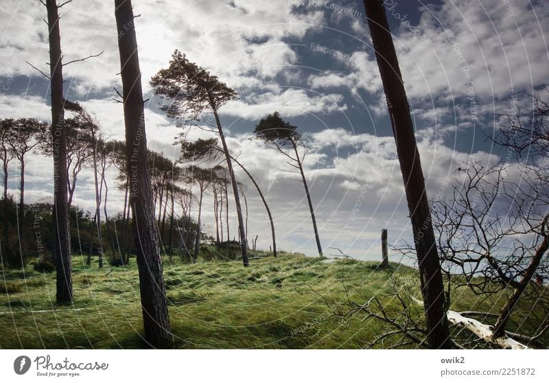 Strandgehölz Umwelt Natur Landschaft Himmel Wolken Horizont Schönes Wetter Wind Sturm Baum Gras Windflüchter Ostsee Weststrand Holz leuchten schaukeln wild