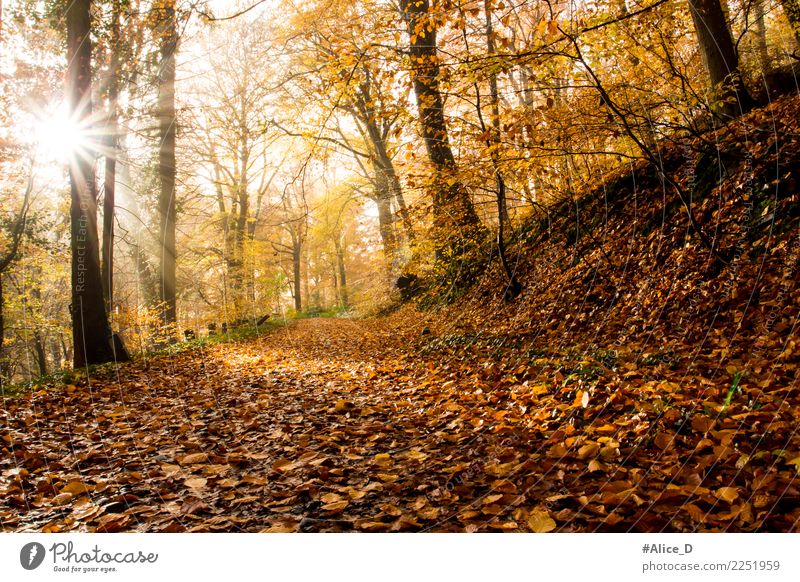 Sonniger Herbsttag im Siebengebirge Ferien & Urlaub & Reisen Tourismus Ausflug Abenteuer Freiheit wandern Umwelt Natur Landschaft Pflanze Tier Erde Sonnenlicht