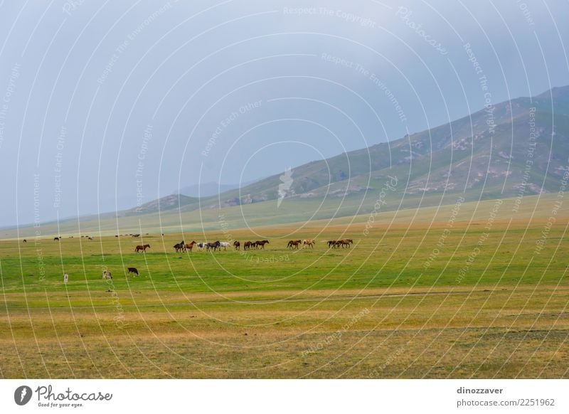 Pferde um Lied Kul See, Kirgisistan schön Ferien & Urlaub & Reisen Tourismus Sommer Berge u. Gebirge Natur Landschaft Himmel Wolken Nebel Gras Park Wiese Hügel