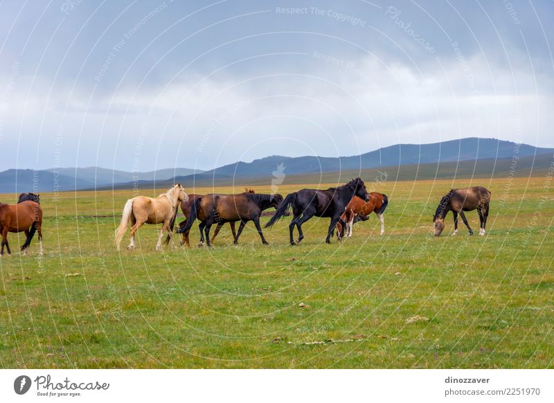 Pferde um Lied Kul See, Kirgisistan schön Ferien & Urlaub & Reisen Tourismus Sommer Berge u. Gebirge Natur Landschaft Himmel Wolken Nebel Gras Park Wiese Hügel