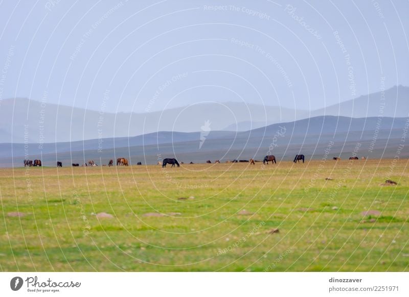 Pferde um Lied Kul See, Kirgisistan schön Ferien & Urlaub & Reisen Tourismus Sommer Berge u. Gebirge Natur Landschaft Himmel Wolken Nebel Gras Park Wiese Hügel