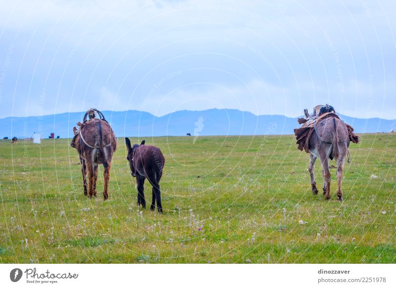 Eselfamilie auf einer Weide Freude Gesicht Ferien & Urlaub & Reisen Berge u. Gebirge Baby Gesäß Natur Landschaft Tier Himmel Gras Wiese Dorf Pelzmantel Nutztier